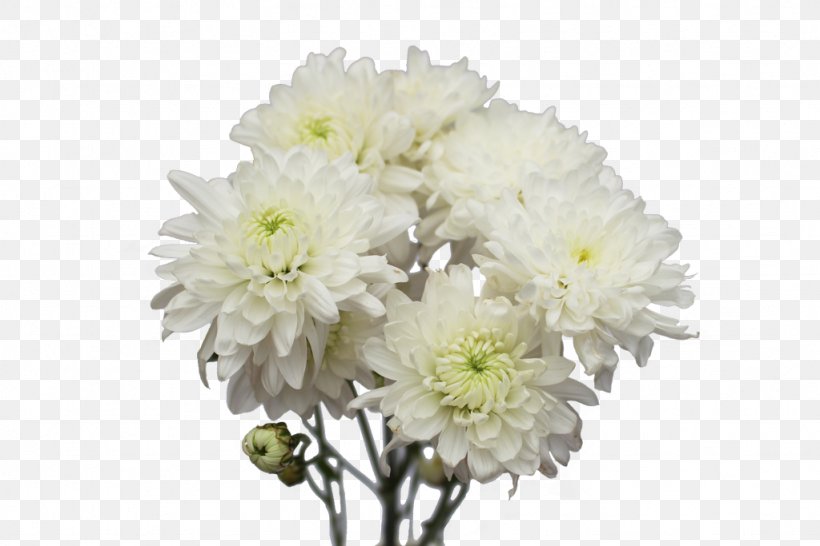 Chrysanthemum Cut Flowers Flower Bouquet Dahlia, PNG, 1024x683px, Chrysanthemum, Anthurium Andraeanum, Chrysanths, Common Daisy, Cut Flowers Download Free