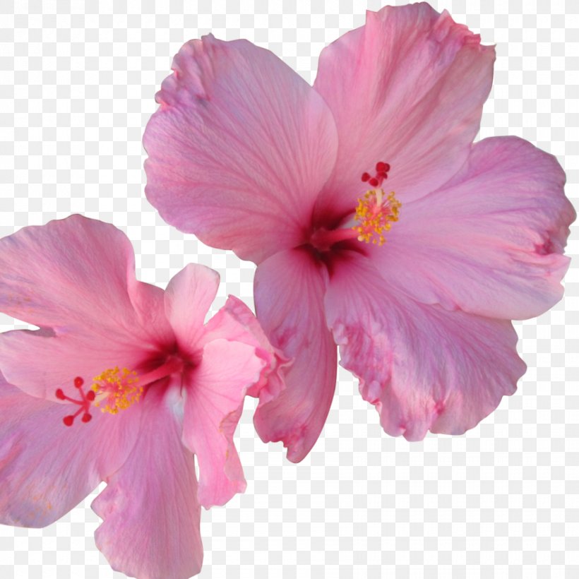 Hibiscus Tea Flower Shoeblackplant, PNG, 880x880px, Hibiscus Tea, Chinese Hibiscus, Color, Common Daisy, Flower Download Free