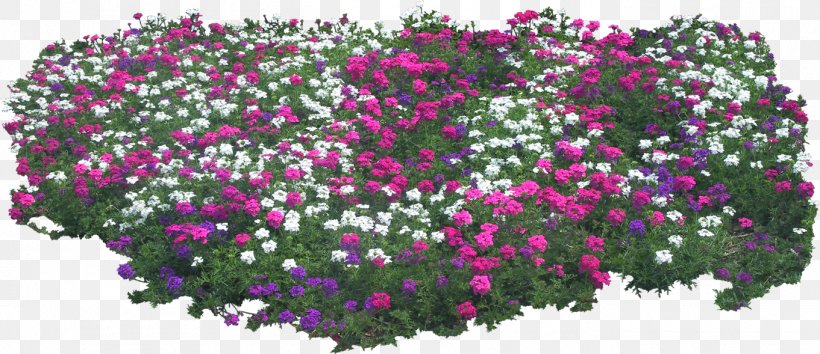 Animation Photography Clip Art, PNG, 1361x589px, Animation, Annual Plant, Chrysanths, Dianthus, Digital Image Download Free