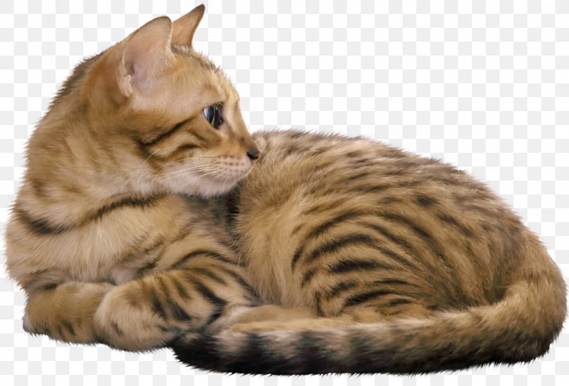 Bengal Cat Egyptian Mau Havana Brown Kitten Cat Food, PNG, 1600x1086px, Bengal Cat, American Shorthair, Asian, Australian Mist, Bengal Download Free