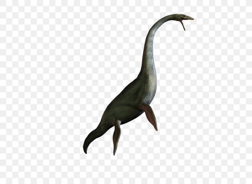 Bird PhotoScape GIMP Beak, PNG, 800x600px, Bird, Animal, Beak, Crane Like Bird, Dinosaur Download Free