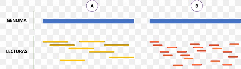 DNA Sequencing Sanger Sequencing Genome Massive Parallel Sequencing, PNG, 1791x515px, Dna Sequencing, Area, Brand, Diagram, Dna Download Free