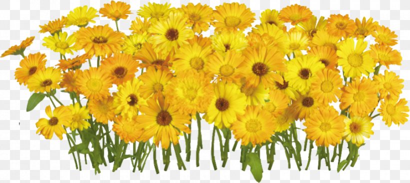 Flower BLACKPINK Clip Art, PNG, 900x402px, Flower, Annual Plant, Blackpink, Chrysanthemum, Chrysanths Download Free