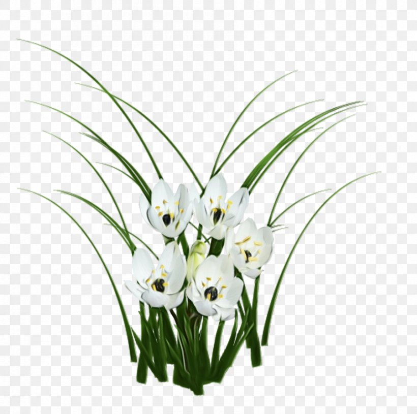 Flower Flowering Plant Plant Grass Lily Of The Valley, PNG, 900x895px, Watercolor, Amaryllis Family, Cut Flowers, Flower, Flowering Plant Download Free