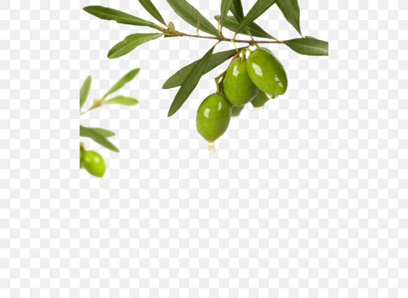 Olive Oil Green, PNG, 500x600px, Olive, Branch, Citrus, Food, Fruit Download Free