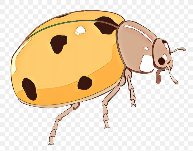 Weevil Clip Art Insect Product Design Snout, PNG, 800x642px, Weevil, Arthropod, Beetle, Cartoon, Cockroach Download Free