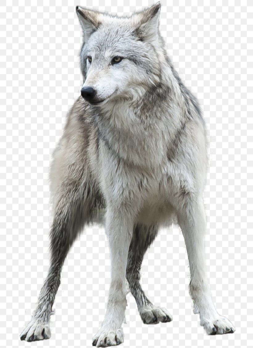 Arctic Wolf Desktop Wallpaper Clip Art, PNG, 708x1127px, Arctic Wolf, Black Wolf, Canis, Canis Lupus Tundrarum, Carnivoran Download Free