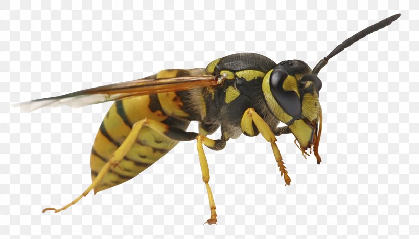 Bee Sting Characteristics Of Common Wasps And Bees Vespula, PNG, 1436x818px, Bee, Arthropod, Asian Giant Hornet, Bee Sting, Common Wasp Download Free