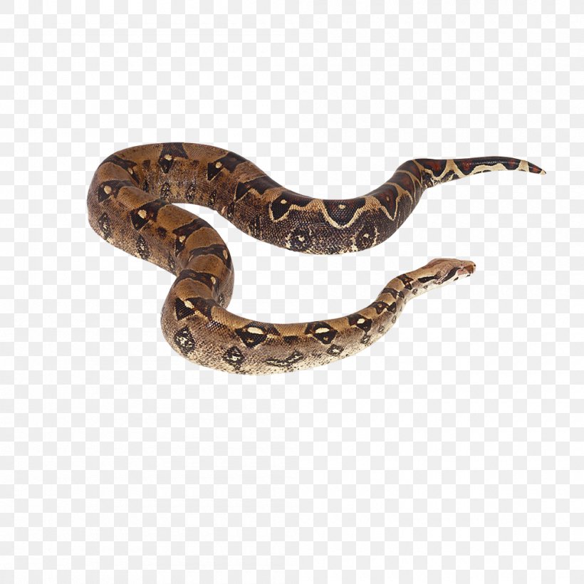 Crotalus Cerastes Snake Reptile Boa Constrictor, PNG, 1000x1000px, Crotalus Cerastes, Boa Constrictor, Boas, Colubridae, Hognose Download Free