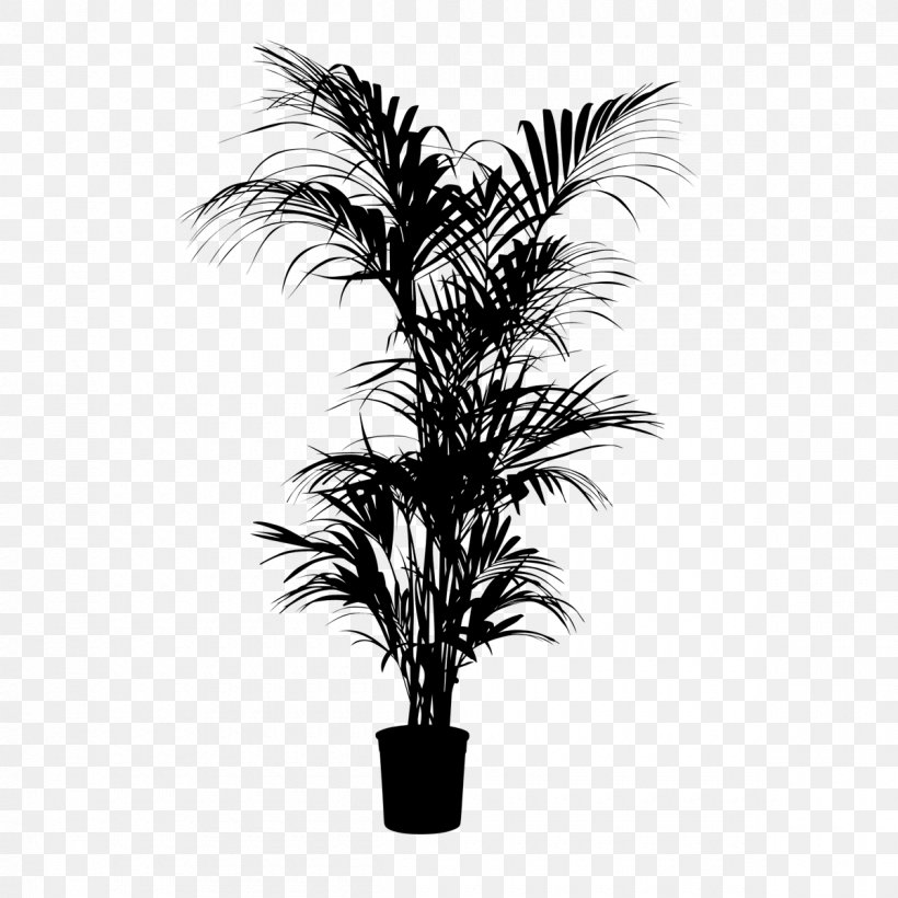 Asian Palmyra Palm Babassu Black & White, PNG, 1200x1200px, Asian Palmyra Palm, Arecales, Attalea, Attalea Speciosa, Babassu Download Free