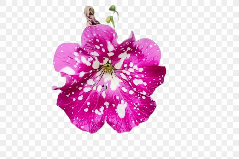 Flower Flowering Plant Petal Pink Plant, PNG, 2448x1632px, Watercolor, Flower, Flowering Plant, Geranium, Magenta Download Free