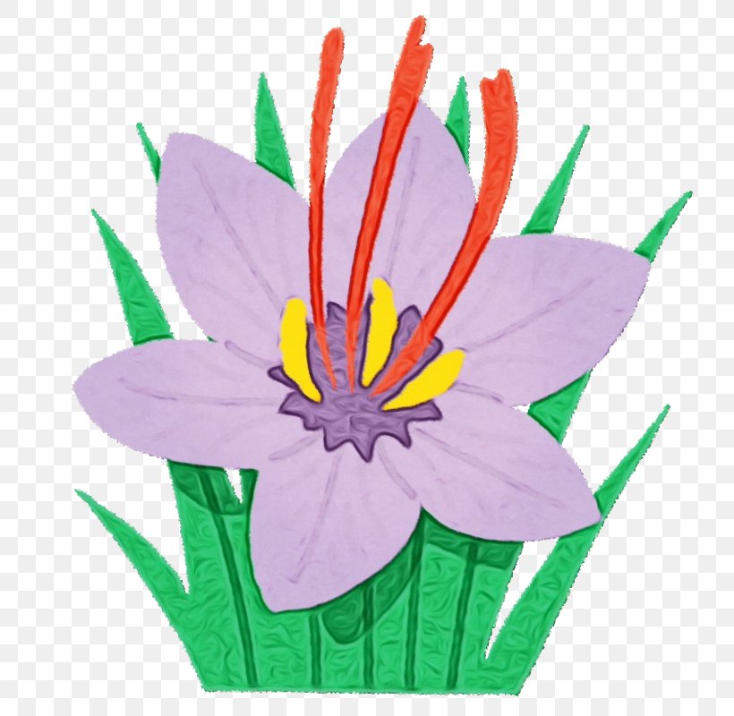 Flower Petal Plant Clip Art Flowering Plant, PNG, 800x800px, Watercolor, Crocus, Flower, Flowering Plant, Paint Download Free