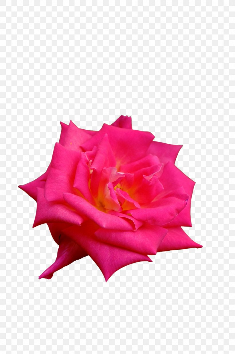 Garden Roses Petal Cut Flowers, PNG, 936x1407px, Garden Roses, Cut Flowers, Flower, Flowering Plant, Garden Download Free