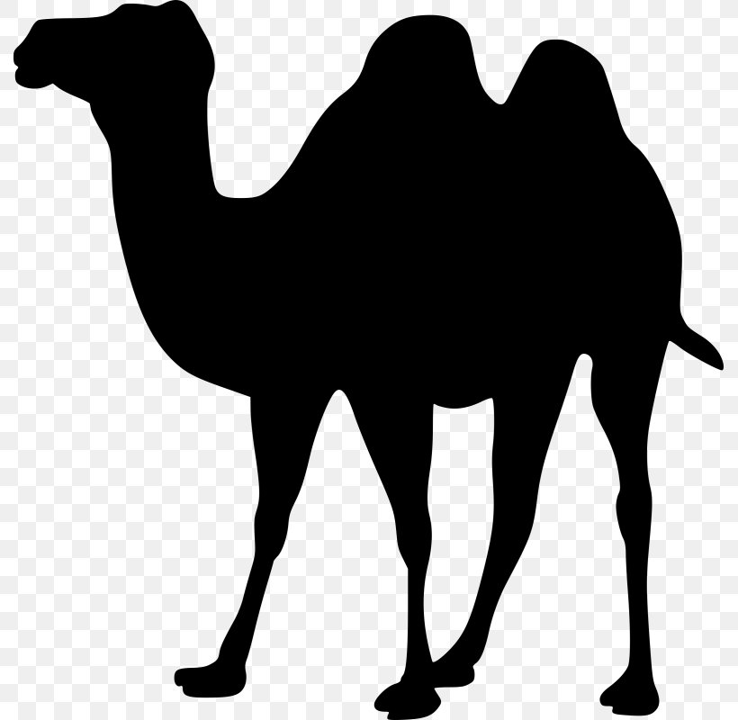 Bactrian Camel Download Clip Art, PNG, 789x800px, Bactrian Camel, Arabian Camel, Black And White, Camel, Camel Like Mammal Download Free
