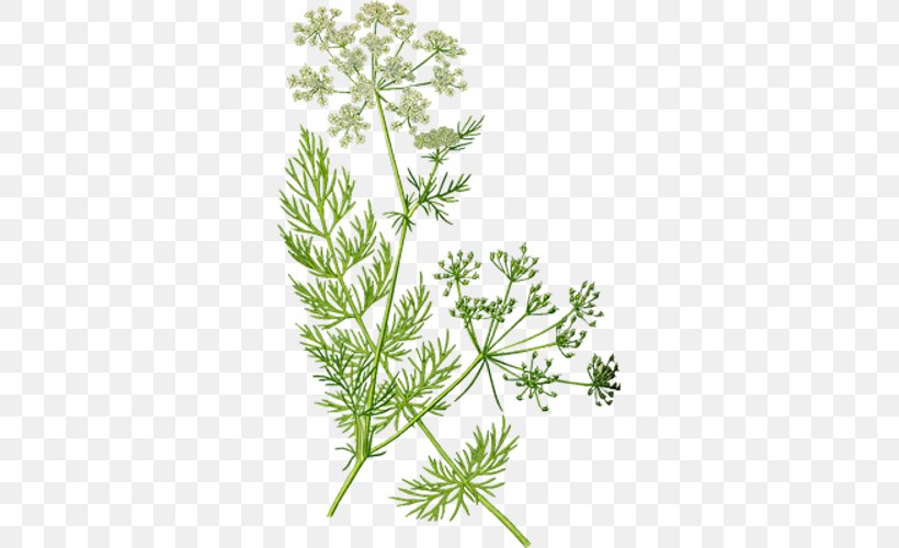 Caraway Herb Cumin Fennel Rosemary, PNG, 500x500px, Caraway, Anise, Anthriscus, Apiaceae, Biennial Plant Download Free