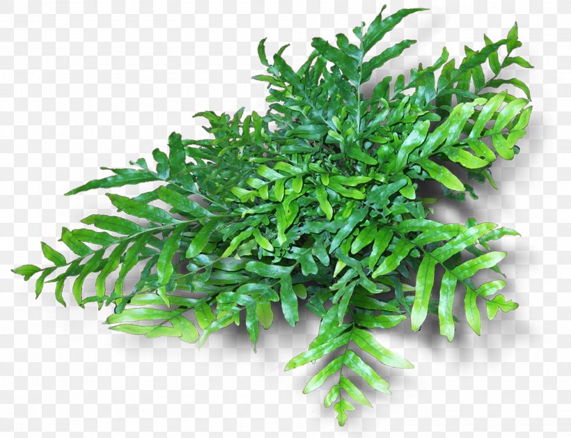Fern Vascular Plant Evergreen Branch Tree, PNG, 1890x1450px, Fern, Branch, Evergreen, Ferns And Horsetails, Fir Download Free