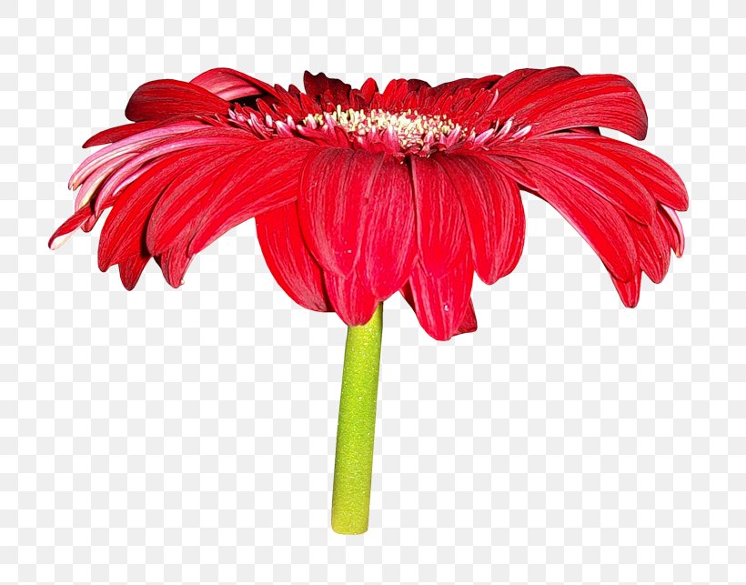 Flower Clip Art, PNG, 800x643px, Flower, Chrysanthemum, Chrysanths, Cut Flowers, Daisy Family Download Free