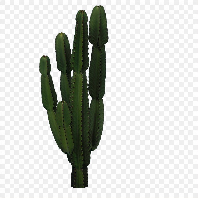 Cactaceae San Pedro Cactus Icon, PNG, 1773x1773px, Cactaceae, Cactus, Caryophyllales, Display Resolution, Flowering Plant Download Free