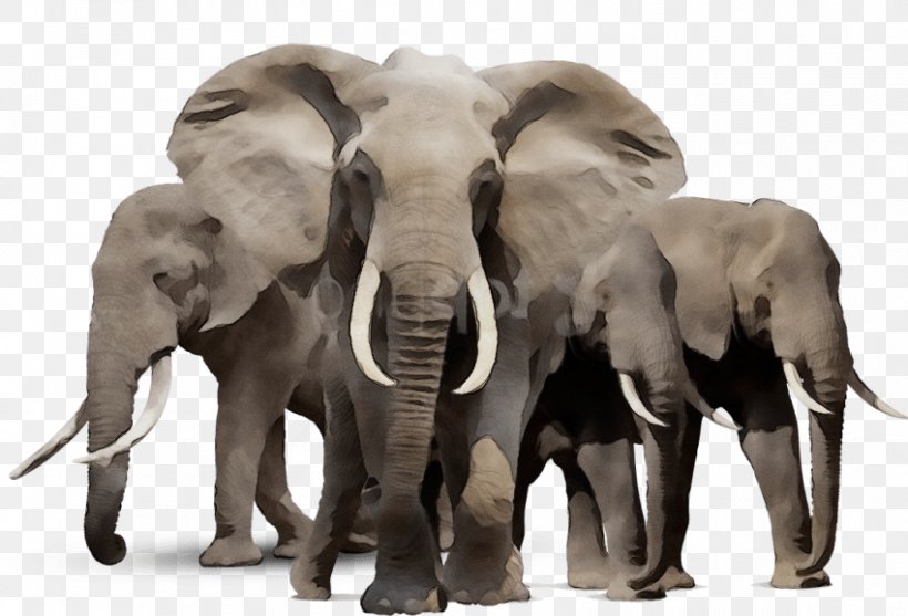 Indian Elephant Vector Graphics Image Clip Art, PNG, 850x578px, Indian Elephant, African Elephant, Animal, Animal Figure, Elephant Download Free