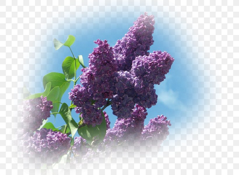 Lilac Рорыа Лолинг Inflorescence Spring, PNG, 800x600px, Lilac, Author, Blog, Drawing, Flower Download Free