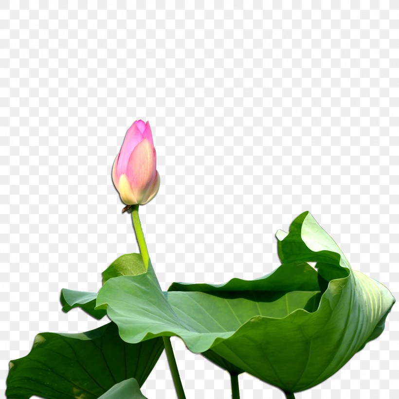 Lotus, PNG, 1501x1501px, Flower, Alismatales, Anthurium, Aquatic Plant, Arum Family Download Free