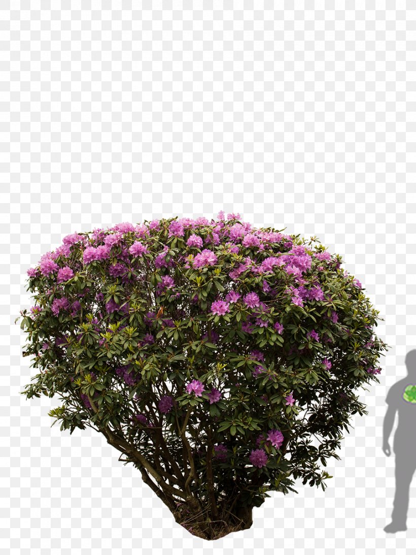 Rhododendron Tree Shrub Azalea Flower, PNG, 900x1200px, Rhododendron, Azalea, Dogwood, Flower, Flowering Plant Download Free