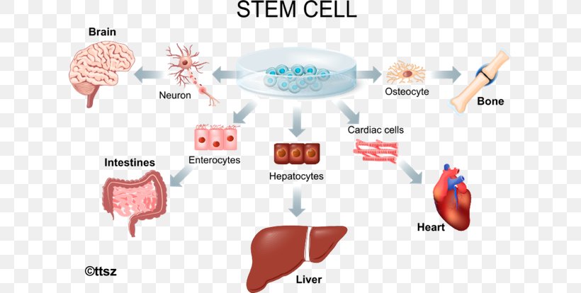 Stem-cell Therapy Adult Stem Cell Regenerative Medicine, PNG, 625x414px, Watercolor, Cartoon, Flower, Frame, Heart Download Free