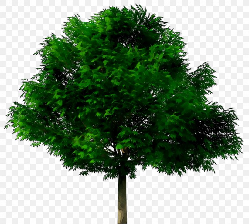 Tree Clip Art Image Stock Photography, PNG, 1096x989px, Tree, American Larch, Depositphotos, Drawing, Flower Download Free