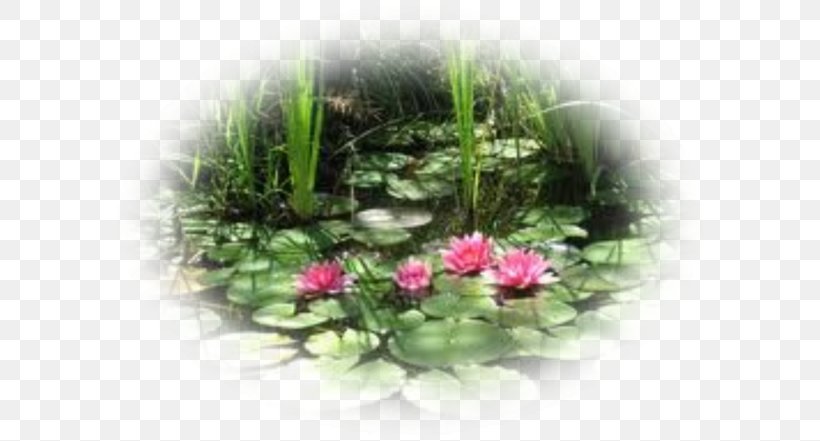 Water Lilies Floral Design Aquatic Plants Gardening Apples, PNG, 600x441px, Water Lilies, Apples, Aquatic Plant, Aquatic Plants, English Download Free