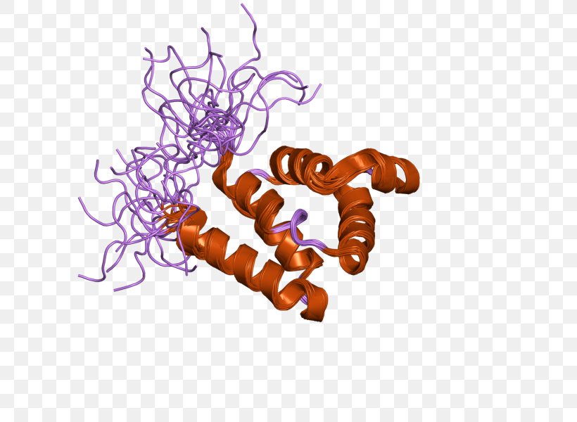 Internal Link MNDA Gene Protein, PNG, 800x600px, Internal Link, Antigen, Cell, Fosb, Function Download Free