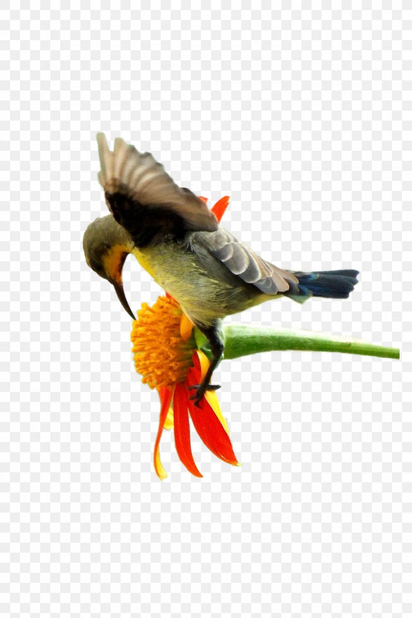 Artificial Flower Transparency And Translucency, PNG, 1024x1536px, Flower, Artificial Flower, Beak, Bird, Blog Download Free
