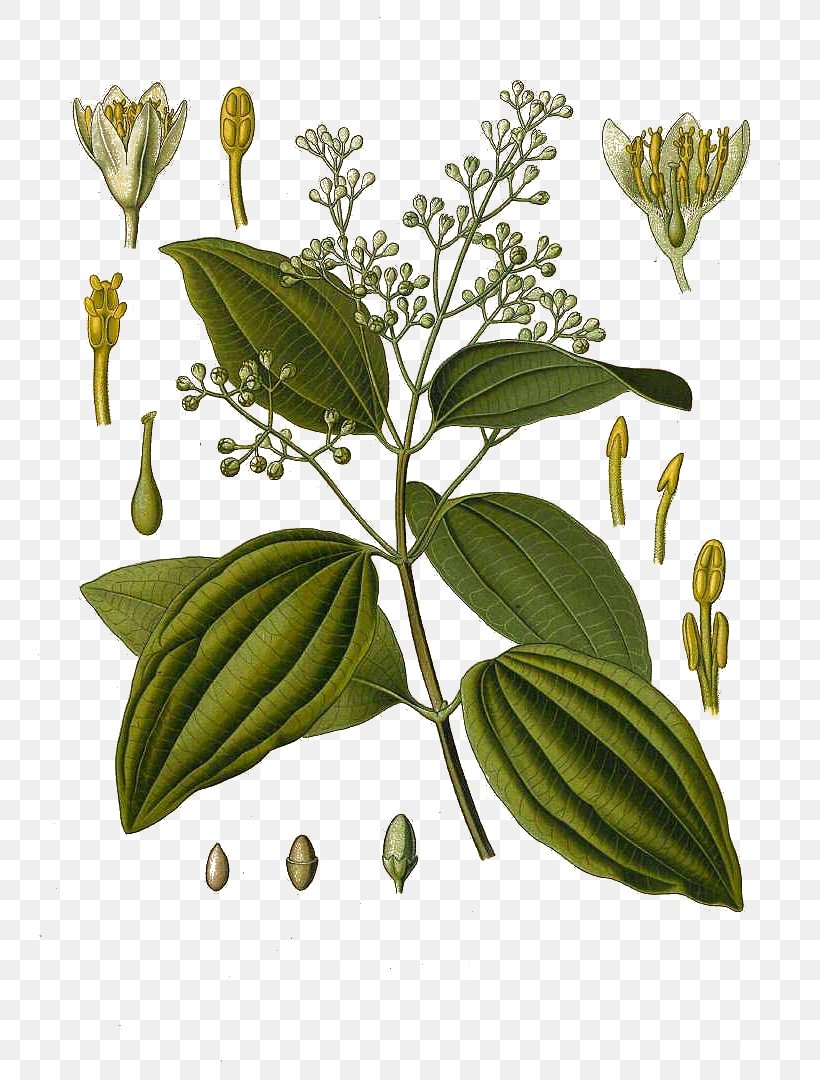 Cinnamomum Verum Köhler's Medicinal Plants Chinese Cinnamon Cinnamon Leaf Oil, PNG, 775x1080px, Cinnamomum Verum, Bark, Chinese Cinnamon, Cinnamomum, Cinnamon Download Free