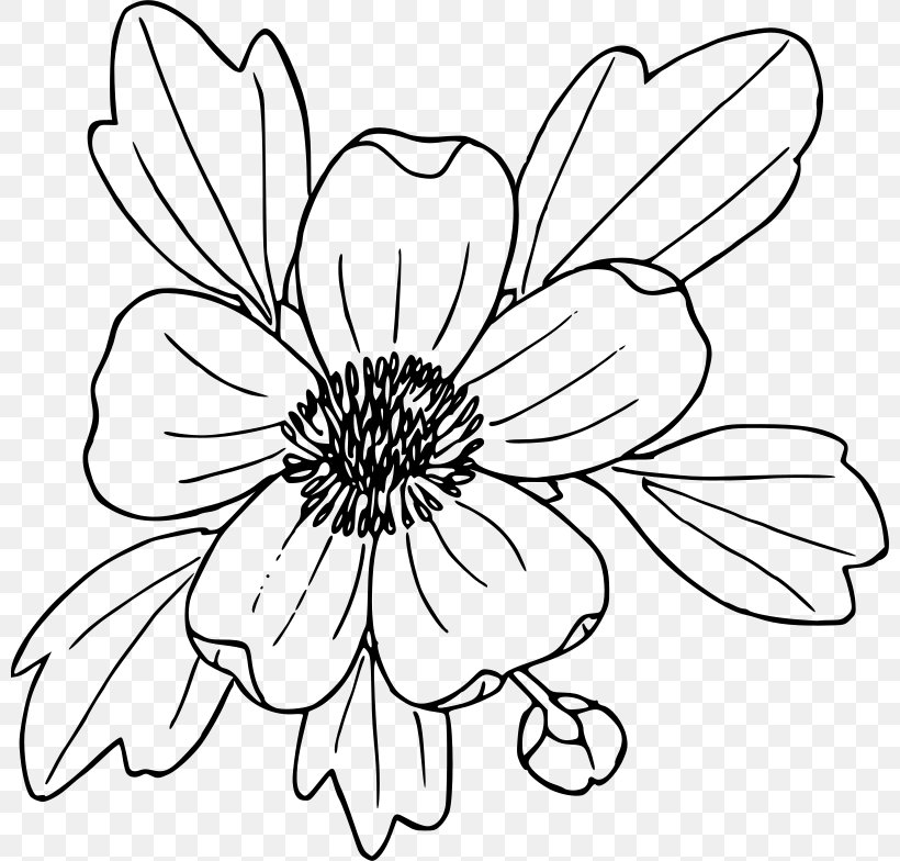 Coloring Book Drawing Ranunculus Glaberrimus Poppy Clip Art, PNG, 800x784px, Coloring Book, Artwork, Black And White, Buttercup, California Poppy Download Free