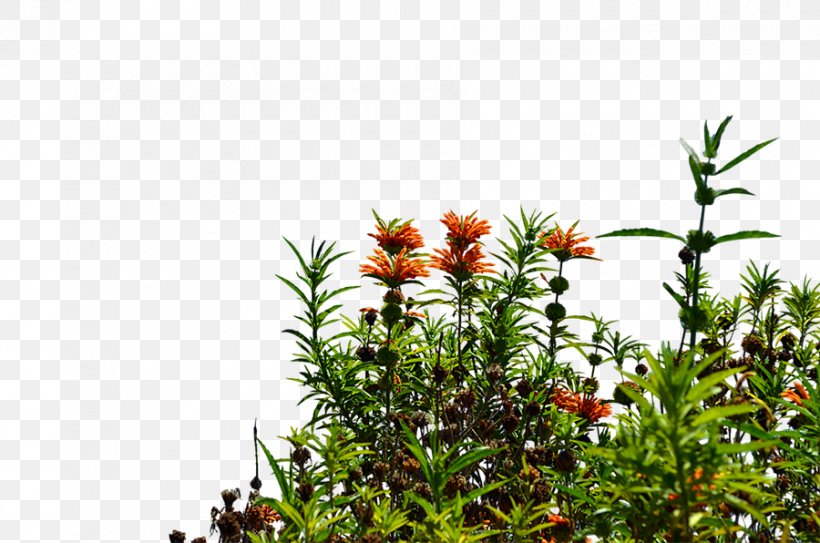 Flowering Plant Tree Shrub, PNG, 900x596px, Flower, Flora, Flowering Plant, Grass, Plant Download Free