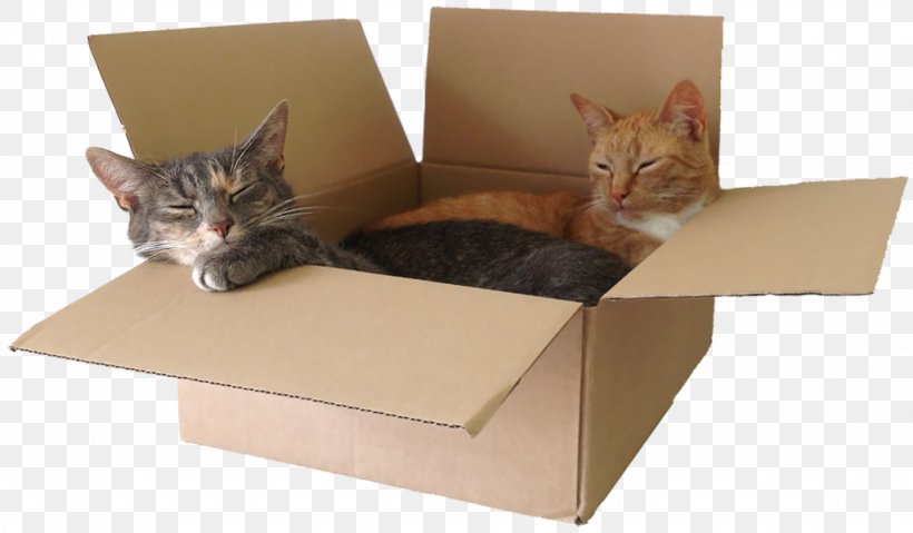 Whiskers Kitten Cat Tree Couch, PNG, 1024x599px, Whiskers, Bed, Box, Cardboard, Carnivoran Download Free