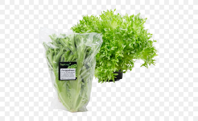 De Bakker Westland C.V. Romaine Lettuce Packaging And Labeling Salad Cardboard, PNG, 500x500px, De Bakker Westland Cv, Box, Cardboard, Fennel, Grass Download Free