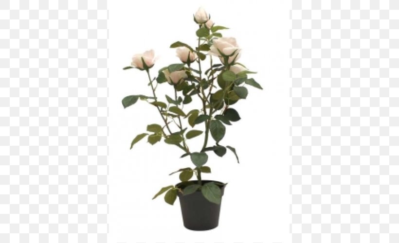 Garden Roses Flowerpot Garden Roses Houseplant, PNG, 500x500px, Rose, Blechnum Gibbum, Cut Flowers, Flower, Flowering Plant Download Free