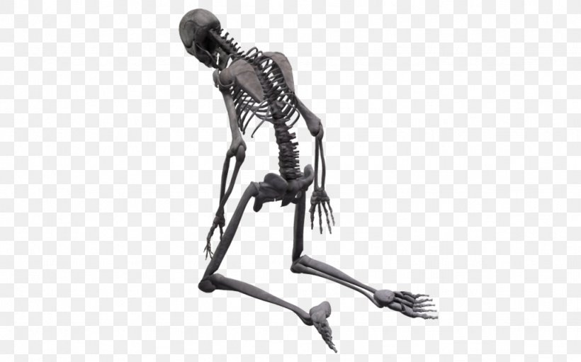 Human Skeleton Homo Sapiens Skull Endoskeleton, PNG, 1024x639px, Skeleton, Arm, Black And White, Bone, Cytoskeleton Download Free