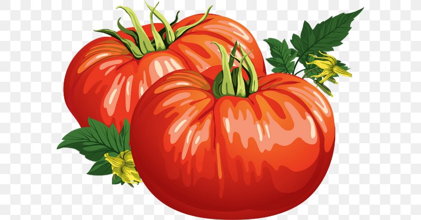Plum Tomato Bush Tomato Tomato Juice Cherry Tomato Vegetable, PNG, 600x430px, Plum Tomato, Bush Tomato, Calabaza, Cherry Tomato, Commodity Download Free