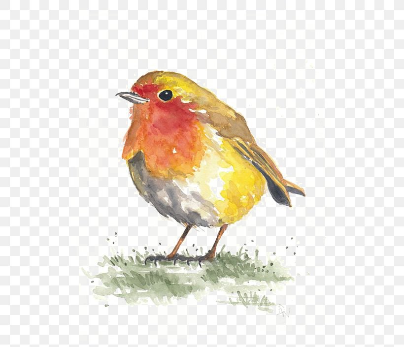 Bird Watercolor Painting Paper Drawing, PNG, 564x705px, Bird, Art, Beak, Drawing, European Robin Download Free