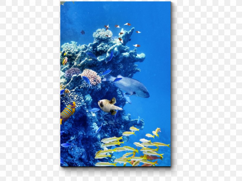 Coral Reef Fish Underwater Great Barrier Reef, PNG, 1400x1050px, Coral Reef Fish, Algae, Clownfish, Coral, Coral Reef Download Free
