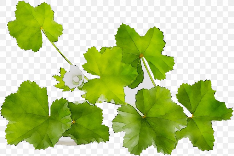 Grapevines Grape Leaves Leaf Parsley Annual Plant, PNG, 1363x909px, Grapevines, Annual Plant, Branching, Centella, Centella Asiatica Download Free