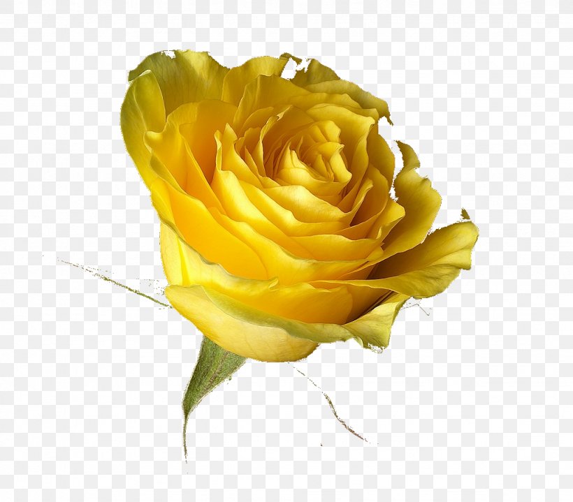 Rose Yellow Desktop Wallpaper Transvaal Daisy, PNG, 1024x899px, 4k Resolution, Rose, Aspect Ratio, Austrian Briar, Blue Rose Download Free