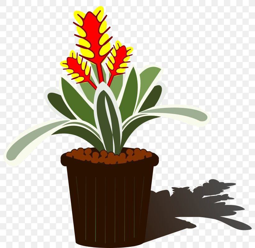 Bromelia Aechmea Chantinii Tillandsia Clip Art, PNG, 800x800px, Bromelia, Aechmea, Aechmea Chantinii, Bromeliads, Flower Download Free