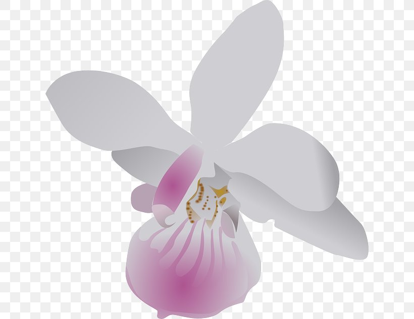 Clip Art Openclipart Free Content Image Cattleya Orchids, PNG, 640x633px, Cattleya Orchids, Cattleya, Encyclia, Flower, Flowering Plant Download Free