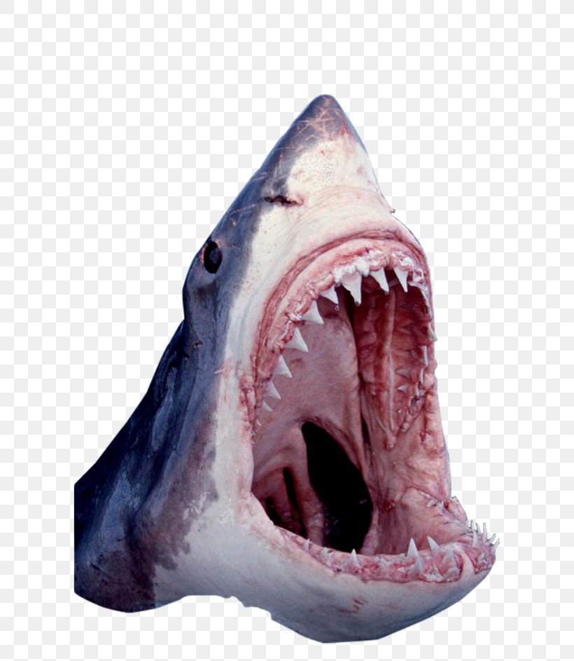 Great White Shark Tiger Shark Cartilaginous Fishes Shark Jaws, PNG, 640x943px, Shark, Animal, Carcharodon, Caribbean Reef Shark, Cartilaginous Fish Download Free