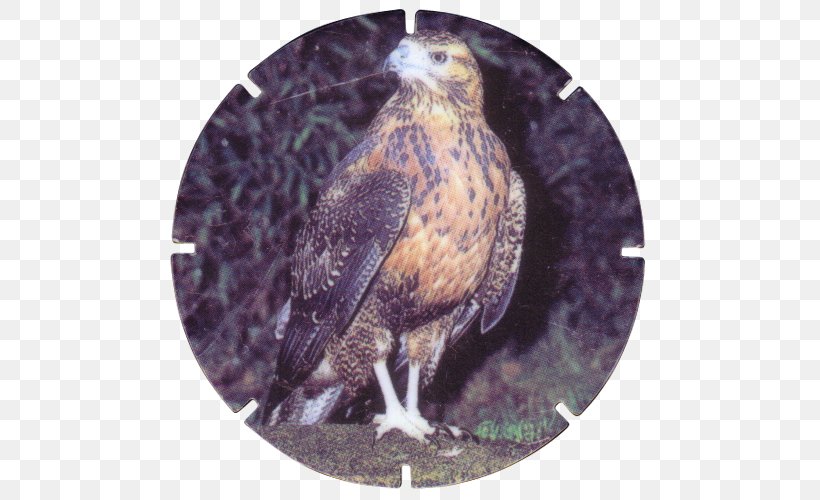 Hawk Common Buzzard Eagle Fauna, PNG, 500x500px, Hawk, Accipitriformes, Beak, Bird, Bird Of Prey Download Free