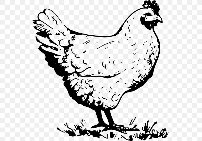 Chicken Nugget Coloring Book Rooster Fried Egg, PNG, 555x575px, Chicken, Art, Artwork, Beak, Bird Download Free