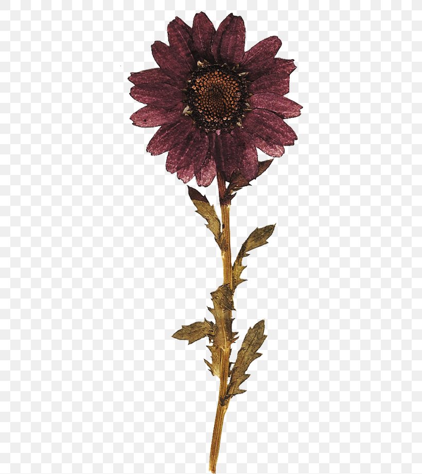 Chrysanthemum Cut Flowers Transvaal Daisy Plant Stem, PNG, 400x921px, Chrysanthemum, Autumn, Chrysanths, Cut Flowers, Daisy Family Download Free