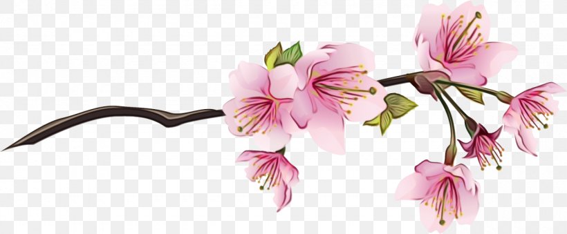 Clip Art Cherry Blossom Drawing, PNG, 1280x530px, Cherry Blossom, Blog, Blossom, Botany, Cut Flowers Download Free